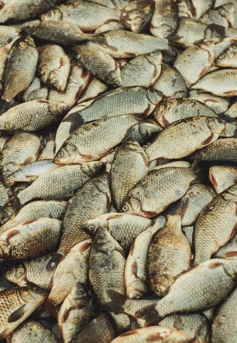Nachhaltig angeln: Schonender Umgang mit Fisch und Natur